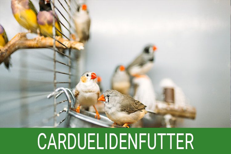 Carduelidenfutter